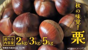 《 選べる 内容量 》秋の味覚「 栗 」2kg 3kg 5kg【2026年9月上旬発送開始】(茨城県共通返礼品：大子町) くり マロン 果物 スイーツ モンブラン 栗きんとん 生栗 焼き栗 甘栗