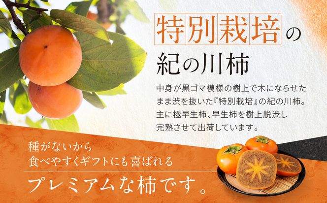 ［2026年発送分］先行予約！ 紀の川柿（果実の中身が黒い！黒蜜柿）希少栽培！ 秀品 6個～9個 こだわり農家厳選！［KG34］ 303446_XM90034
