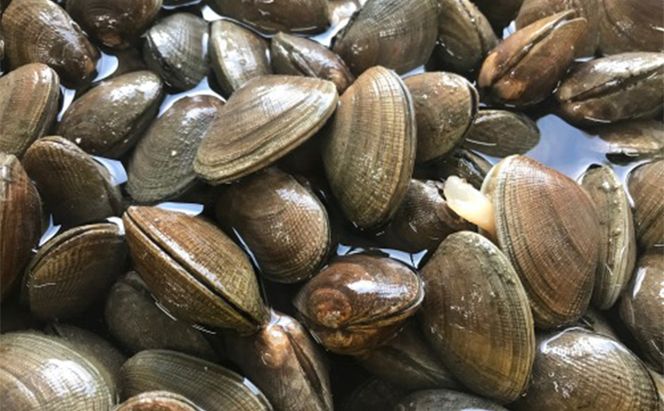 厚岸町産 干しカキえもん 生牡蠣 あさり セット 魚貝類 干物 純厚岸産牡蠣 旨味 海の幸 乾物 海の幸セット 詰め合わせ 