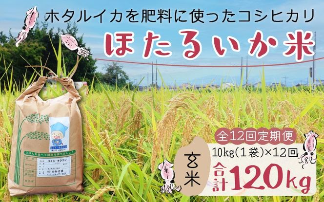 【訳あり】ほたるいか米（玄米10kg）×12回 計120kg【12ヶ月定期便】