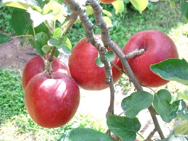 【先行予約丨2026年10月上旬より順次発送】紅玉【約2〜2.5kg(8〜14玉)】(At-007)丨長野県 飯山市 おすすめ ランキング おいしい 高評価 大人気 先取り 産地直送 りんご こうぎょく