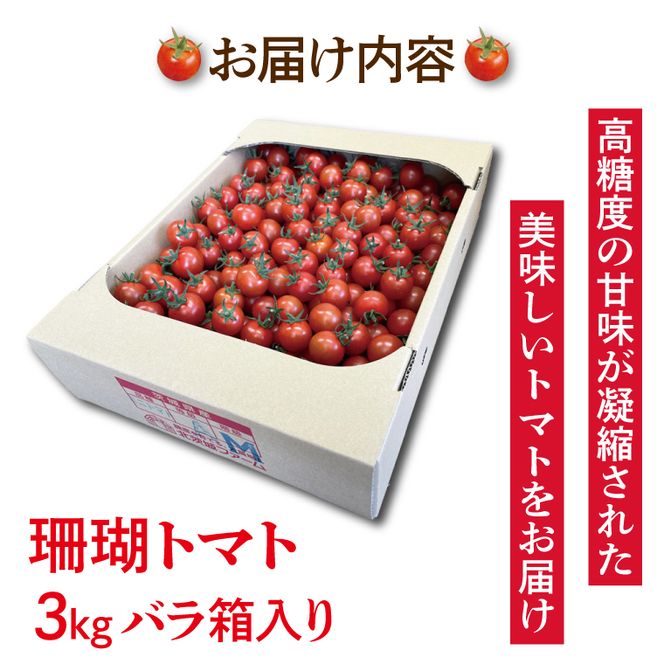 【先行予約】珊瑚トマト　3kg【野菜 トマト とまと ミニトマト みにとまと フルーツトマト 新鮮 リコピン ビタミン】（AX201）