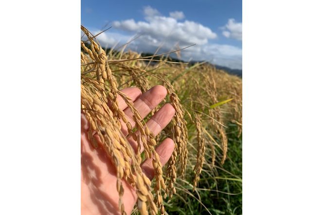 令和7年産　丹後こしひかり　玄米5kg【特別栽培米】新米 特別栽培 玄米 2025年産 ふるさと納税 こしひかり ふるさと納税　KU00089