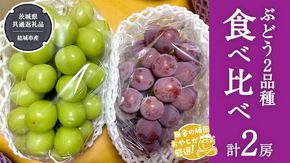 ぶどう 2品種 食べ比べ（各１房ずつ）【2026年8月より発送開始】（茨城県共通返礼品 [ぶどう]：結城市産）  ブドウ 葡萄 果物 フルーツ 茨城県産 [BI450-NT]