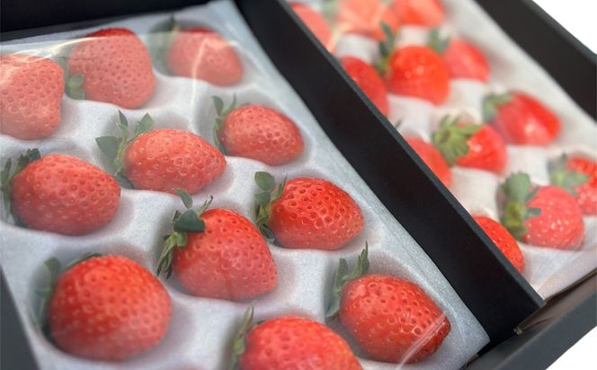 【先行予約】MIYAFARM いちご（品種：よつぼし）12粒入り×2パック 合計 24粒 ※北海道・沖縄・離島への配送不可 ※2027年1月中旬～5月下旬頃に順次発送予定