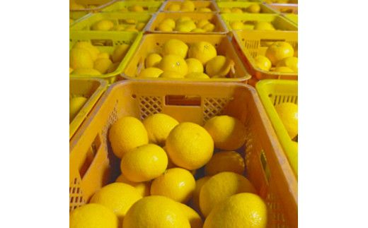 先行予約 甘夏 5kg 第一マルエム 減農薬 みかん 柑橘 フルーツ 愛媛県 愛南町 