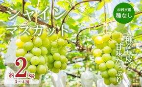 【令和8年産】シャインマスカット 3～4房 セット 約2kg ぶどう 種無し 皮ごと 兵庫県産 大粒 農家直送 果物 果物類 フルーツ デザート ブドウ 詰め合わせ 甘い 粒 糖度