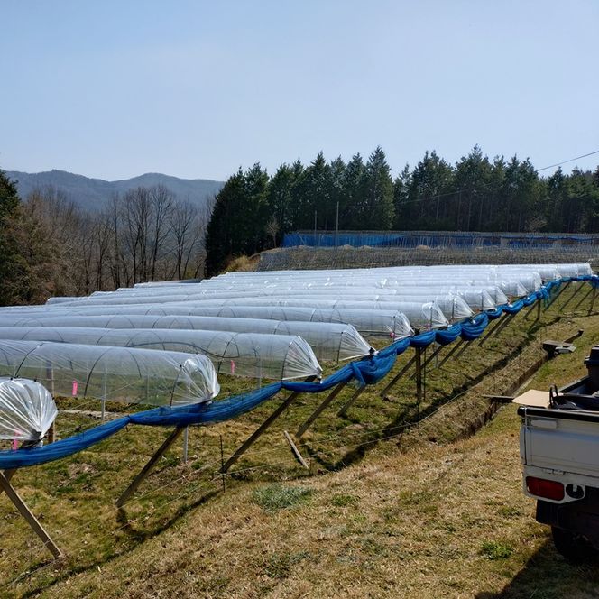 ぶどう 先行予約 訳あり ピオーネ 約2kg(3～5房) ブドウ 葡萄 岡山県産 国産 フルーツ 果物