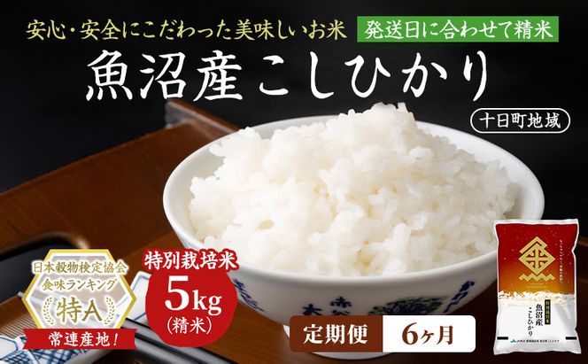 【6ヶ月定期便】特別栽培米 魚沼産こしひかり(十日町地域) 精米 5kg 米 お米 コシヒカリ 定期 十日町市