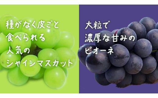 【 お中元 桐箱入り 】 シャインマスカット & ピオーネ (各１房) 【2026年7月上旬発送開始】(茨城県共通返礼品：大子町) ぶどう 葡萄 マスカット フルーツ 果物 贈答用 ギフト 贈り物
