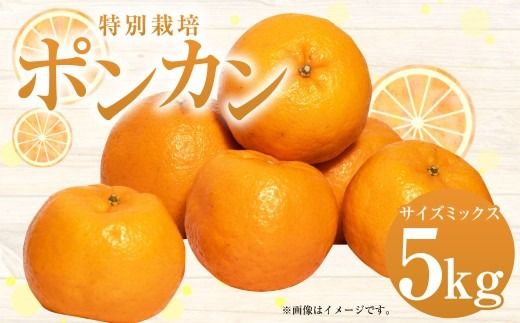 ＜ R8年熊本地震復興支援 ＞特別栽培ポンカン 約5kg サイズミックス ポンカン ぽんかん 果物 くだもの フルーツ 果実 柑橘 濃厚 国産 熊本県産 【 2027年1月上旬～2月下旬発送予定 】