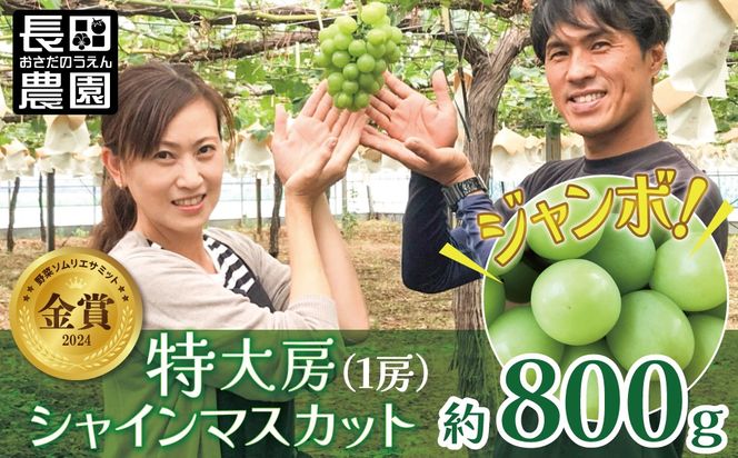 特大房！ みなさんの応援から大きく実った特大シャインマスカット 約800g以上（1房）【数量限定】 フルーツ H004-152