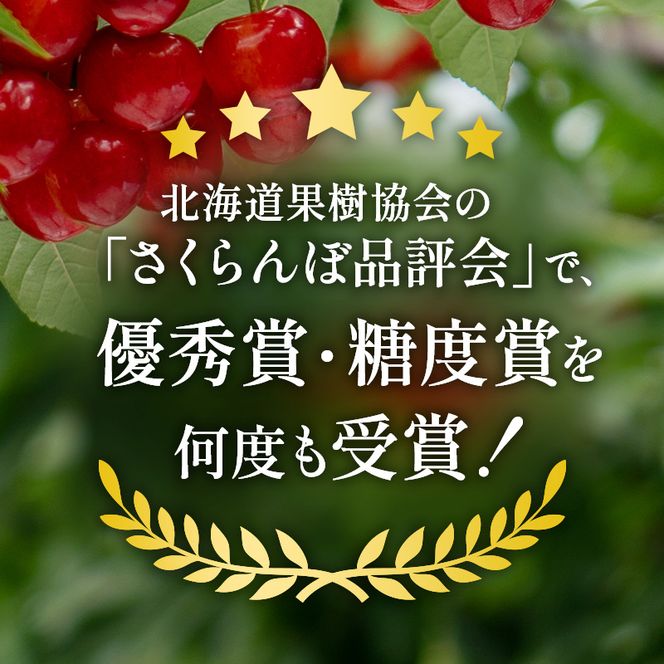 先行受付 北海道 仁木町産 贈答用 さくらんぼ 【 紅秀峰 】 桐箱入 2L～3Lサイズ 500g 果物類 フルーツ サクランボ チェリー  [嶋田茂農園匠]