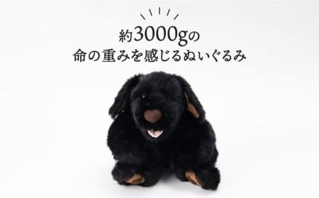 たから on X: 
