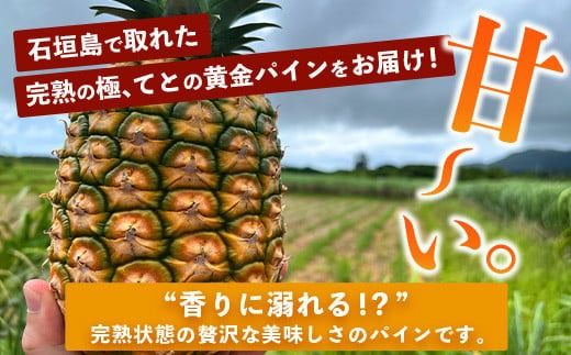 《2026年5月中旬以降順次発送》香りに溺れる！？ 完熟の極 てとの黄金パイン大玉約4kg【 沖縄 石垣 ゴールデン 黄金 パイン パイナップル 完熟 大玉 セット フルーツ デザート 】 TF-25_R8