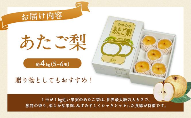 梨 2027年 先行予約 あたご梨 5～6玉 約4kg ナシ なし 岡山県産 国産 フルーツ 果物 直送！せとうちバスケット
