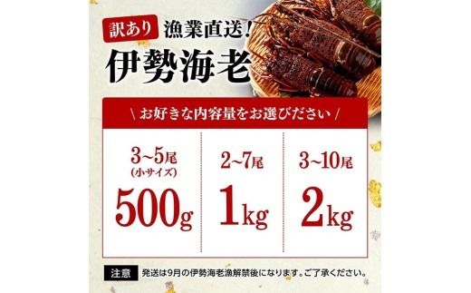 ※内容量が選べる※ 【訳あり！】【漁協直送！】冷凍伊勢海老 【 伊勢海老 イセエビ 訳あり 魚介 】 [B01707 B01708 B01709]