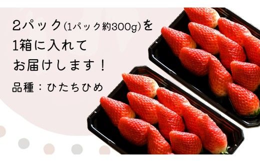 【 先行予約 】 ひたち姫 ( 2パック ) 特大 デラックス サイズ 【 2027年2月から発送開始 】 （常陸太田市 共通返礼品 ) いちご 数量限定 果物 くだもの フルーツ 苺 イチゴ ストロベリー 旬 大きい ひたち 甘い あまい