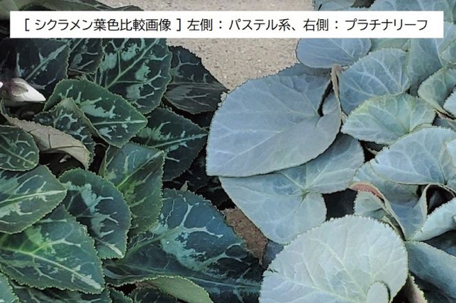 【先行予約】【長谷川園芸】オリジナル品種 シクラメン プラチナリーフ ５寸 ホワイト 【冬のギフト  フラワーギフト クリスマス 鉢花】(AT102)