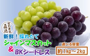 テレビで紹介されました！【先行予約】【令和8年発送】農家直送！ 新鮮！ 朝づみぶどう シャインマスカット & BKシードレス 種なし 1kg 1.5kg 2kg フルーツ 果物 贈答 大分県産 採れたて_2658R