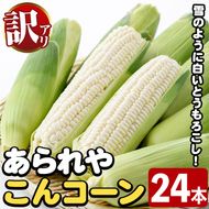 訳あり！白いとうもろこし「あられやこんコーン」(24本) 国産 トウモロコシ 玉蜀黍 ホワイト コーン 野菜 糖度 夏 イネ科 数量限定 期間限定 訳アリ 旬 【うとさんち】akn067-29