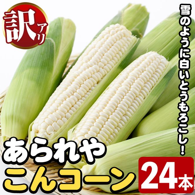 訳あり！白いとうもろこし「あられやこんコーン」(24本) 国産 トウモロコシ 玉蜀黍 ホワイト コーン 野菜 糖度 夏 イネ科 数量限定 期間限定 訳アリ 旬 【うとさんち】akn067-29