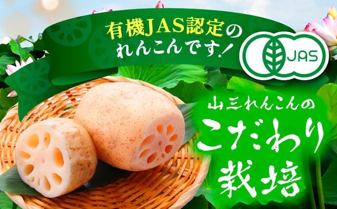 有機JAS認証 土付きレンコン 2kg れんこん 有機栽培 産地直送 野菜 愛西市 / 株式会社山三レンコン [AEBK003]