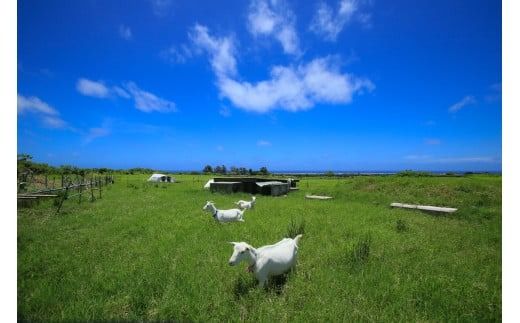 UM-2 石垣島産 やぎ 3点セット