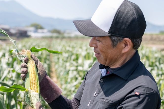 AI206【令和8年度出荷分】とうもろこし スイートコーン ホワイト 2L~3Lサイズ 11本~12本 計5kg [ トウモロコシ コーン ホワイトコーン 野菜 5キロ さかいさんち SAKAI FARM 長崎県 島原市 ]