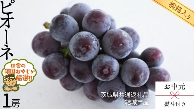 【 お中元 熨斗 付 】【 桐箱入り 】 ピオーネ1房  【2026年8月より発送開始】（茨城県共通返礼品 [ぶどう]：結城市産） ピオーネ ぶどう 果物 フルーツ 季節 旬 [BI404-NT]