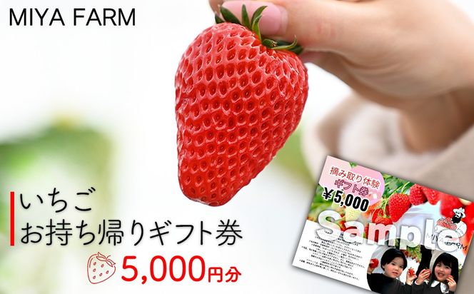 【先行受付】MIYA FARM いちごお持ち帰りギフト券 5,000円分 ※2026年12月～発送