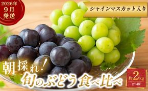 9月限定｜採れたて旬のぶどう 食べ比べ 約2kg（2～4房）シャインマスカット入り セット 詰め合わせ 産地直送 フルーツ 兵庫県 加西市