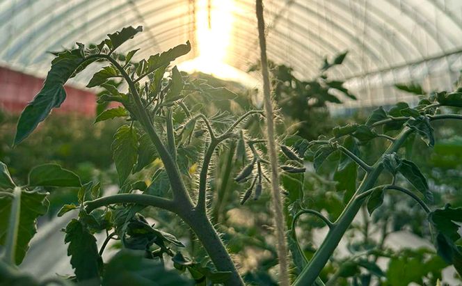 北海道仁木町産 ミニトマト100％ジュース 180ml×5本 栽培期間中 除草剤・化学農薬・化学肥料不使用 野菜ジュース 果汁飲料 野菜飲料 野菜 [iori farm hokkaido]