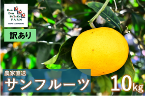 【先行予約】【訳あり】サンフルーツ 約10kg | 柑橘 みかん 果物 フルーツ 愛媛県産 農家直送　※離島への配送不可　※2025年4月上旬より順次発送予定