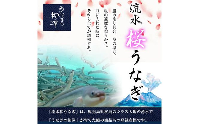 うなぎの柳澤 流水桜うなぎの蒲焼き 計5尾＜計600g＞  a9-040