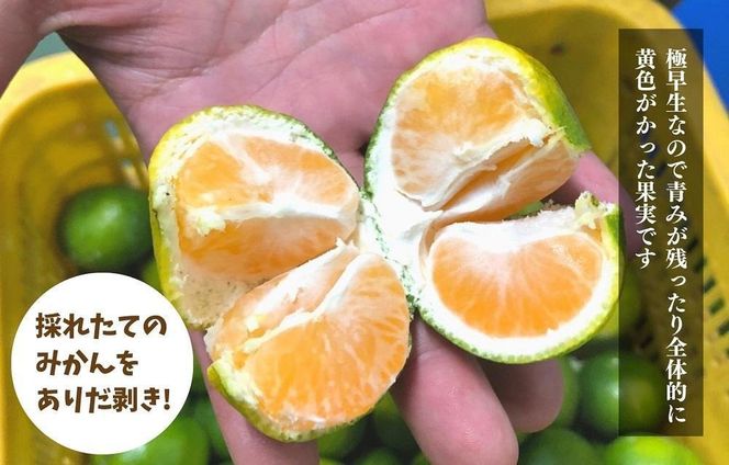 みかん 極早生 箱込 5kg (内容量約 4.4kg)  S/M/Lサイズのいずれか 秀品 優品 混合 有田みかん 和歌山県産 【みかんの会】［2026年10月上旬頃より順次発送予定］ AX369