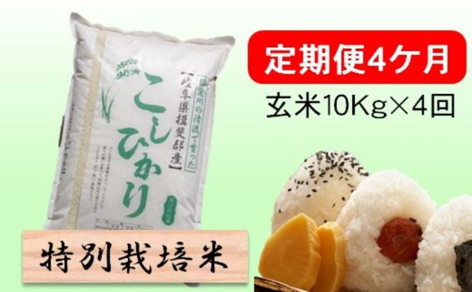 定期便 4カ月【 令和8年産 】毎月  玄米 10kg【 コシヒカリ 】