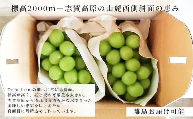 【2026年12月～発送】冷蔵貯蔵 シャインマスカット 4～6房 約3kg ぶどう ブドウ 葡萄 マスカット 果物 フルーツ 長野県 長野 山ノ内町
