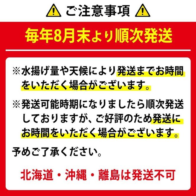 【1023210a】＜訳あり＞朝獲れ発送！鮮魚問屋が厳選した氷締め伊勢海老(3～7尾・総量3kg以上) 伊勢エビ 伊勢えび 刺身 さしみ えび 海老 魚介類 海鮮 刺身 塩焼き 訳あり 訳アリ 【江川商店】