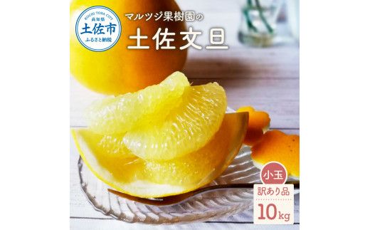 【先行予約】マルツジ果樹園の土佐文旦 訳あり品(小玉) 約10キロ 10kg M～Lサイズ 24～32個入り 〈2027年2月1日から3月31日頃発送〉/ ぶんたん ブンタン フルーツ 柑橘 みかん 果物 くだもの 柑橘類 デザート ご自宅用 ご家庭用 国産