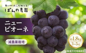 ぶどう 2026年 先行予約 ニューピオーネ 約1.8kg 3～5房 減農薬栽培 ブドウ 葡萄  岡山県産 国産 フルーツ 果物 ギフト ばんの農園 種なし 種無しぶどう 果物類 爽やか 酸味 コク 