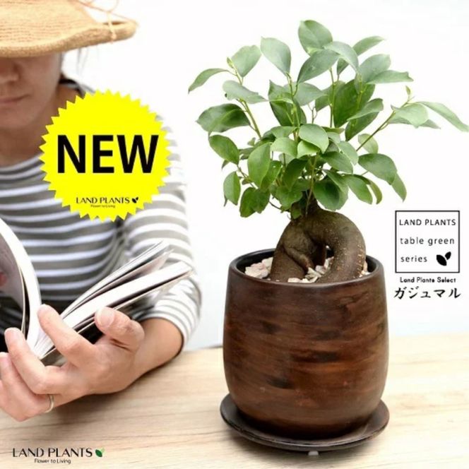 【オリジナル鉢】 ガジュマル（幹太） ウッド風 ペイント陶器鉢 Sサイズ 【天然砕石・受皿・育て方】 がじゅまるの木 ガジュマル 幸福をもたらす 多幸の樹 精霊 鉢植え 鉢 丸鉢 陶器 ブラウン 茶色 茶 こげ茶 ウォールナット 木目 木目調