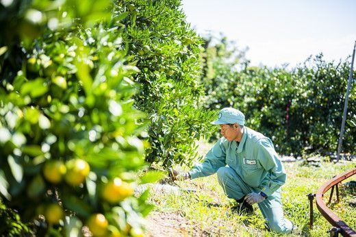 【愛媛県伊方町産】太陽の恵み！甘くてジューシーなみかん 媛の輝き 6kg（2025年11月下旬頃より順次発送） IKTE006