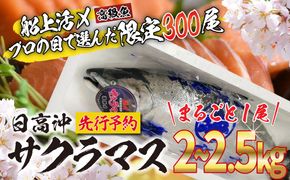 ＜2026年5月から順次発送＞ 北海道産 サクラマス 2～2.5kg まるごと 1尾 ＜予約商品＞ 