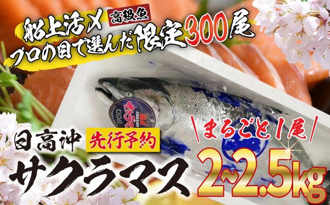 ＜2026年5月から順次発送＞ 北海道産 サクラマス 2～2.5kg まるごと 1尾 ＜予約商品＞ 