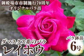 バラ鉢苗「レイホウ」 | 薔薇 鉢 苗 苗木