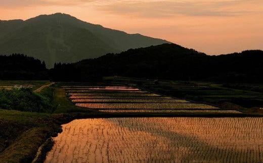 【令和7年産米】 有機栽培米コシヒカリ 玄米6kg（2kg×3）新潟県村上市岩船産 オーガニック　1067152