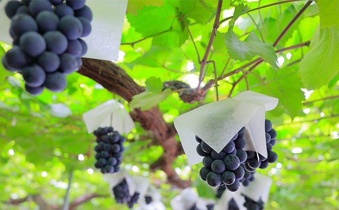 ぶどう 2026年 先行予約 ニューピオーネ２房入り 合計1.0kg以上 岡山県 赤磐市 ブドウ 葡萄 果物 フルーツ