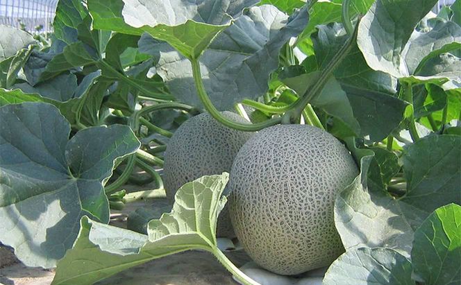 【糖度15度以上 赤肉メロン】富良野産 特秀品メロン 2kg×1玉 1箱｜北海道富良野市 7～8月発送 贈答用 ギフト プレゼント メロン 赤肉メロン 富良野メロン 果物 フルーツ とろける甘さ 夏季限定 旬の味覚 芳醇な香り