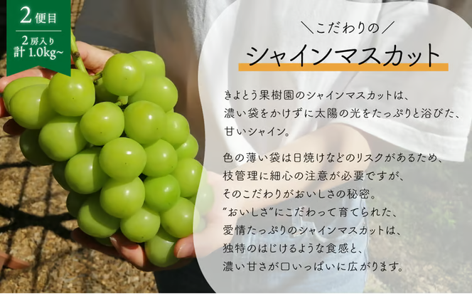 【2026年先行予約】ピオーネとシャインマスカット、中2房の2回便！(定期便) (岡山県産)【KF-T002-02】
